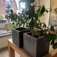 Twee planten met vierkante zwarte pot