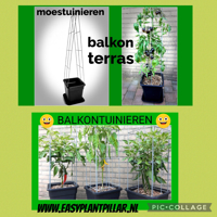 Decoratieve Plantensteunen voor op terras en balkon