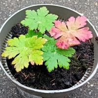 Franse geranium rotsooievaarsbek te koop