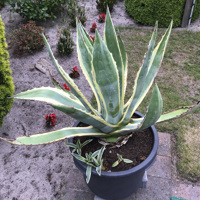 Agave Americano Vaste plant