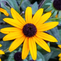 Rudbackia zonnehoed vaste plant te koop 