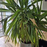 Plant met pot