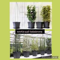 Klimplantrekken tegen overkappingen, muren en schuttingen