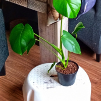 Monstera gatenplant te koop 