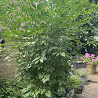 Vlierboom ca 3 m hoog