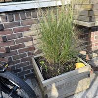 Houten plantenbak met siergras