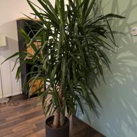 Mooie grote kamer plant 