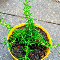 Marjolein kruidenplant 