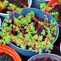 Sedum hispanicum te koop 