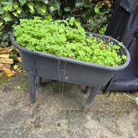 Planten kweekbak op poten incl deksel 