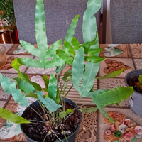 Bleu spar luchtzuiverende varen te koop 