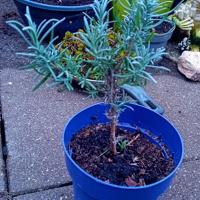 Lavendel te koop in gezonde staat 