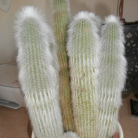 5 stuks cactusen  in pot