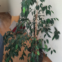 Grote huiskamerplant