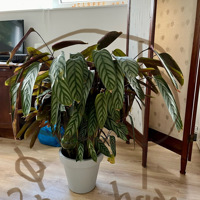 Kamerplant, grote Calathea