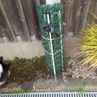 Te koop Afrastering 25 meter lang 65 cm hoog