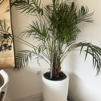 Plant met witte pot