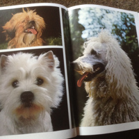 Boek van honden ,lieve en schattige huisdieren ,mensenvriend