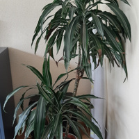 Grote huiskamerplant