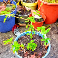 Struikganzerik vaste plant te koop 