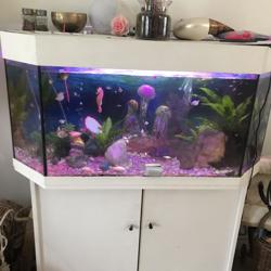 aquarium 500 liter met inhoudt en vissen