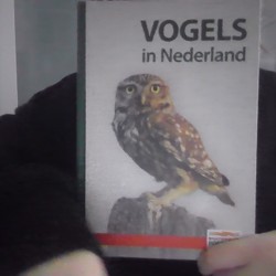 Vogels in nederland 