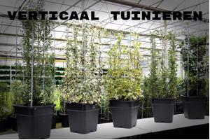 AARDBEIEN TOREN KLIMPLANTENREK etagère