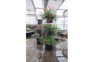 AARDBEIEN TOREN KLIMPLANTENREK etagère