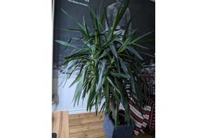 Plant Yucca (groot)