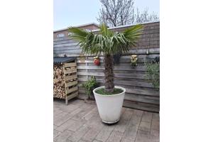 Bloempot met palm