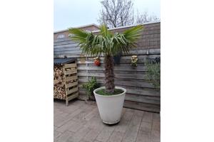 Bloempot met palm