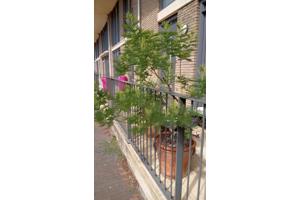 Mimosa/Acacia Gaulloise