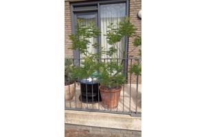 Mimosa/Acacia Gaulloise