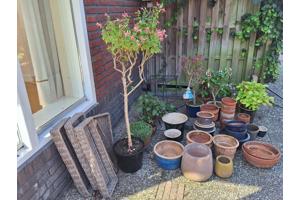 planten, potten plantenrekjes en stoelen