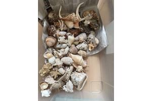 Olifanten en schelpen