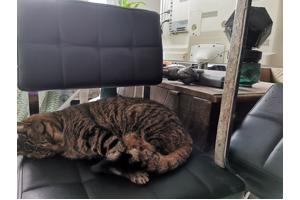 4 eetkamer stoelen zwart met metalen frame