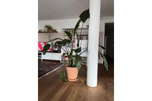 Grote strelitzia nicolai plant