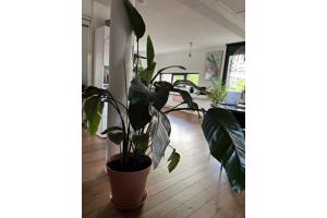 Grote strelitzia nicolai plant