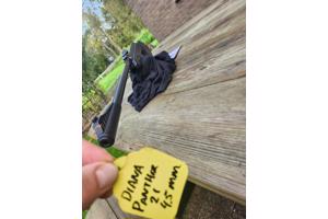 Luchtbuks Diana knikloop