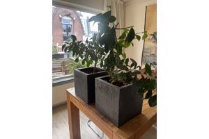 Twee planten met vierkante zwarte pot