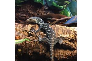 Blauwe boomvaraan te koop