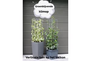 KLIMPLANTREK plantenrek plantrek plantrekken plantenrekken
