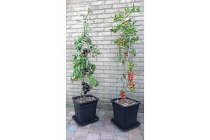 KLIMPLANTREK plantenrek plantrek plantrekken plantenrekken