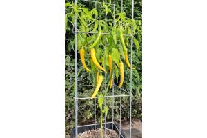 KLIMPLANTREK plantenrek plantrek plantrekken plantenrekken