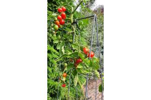 KLIMPLANTREK plantenrek plantrek plantrekken plantenrekken