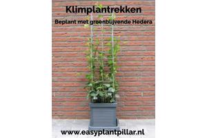 KLIMPLANTREK plantenrek plantrek plantrekken plantenrekken