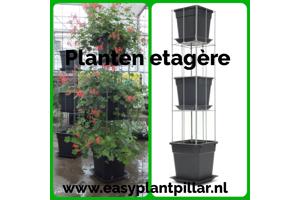 KLIMPLANTREK plantenrek plantrek plantrekken plantenrekken