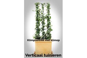 KLIMPLANTREK plantenrek plantrek plantrekken plantenrekken