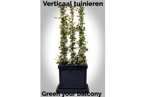 KLIMPLANTREK plantenrek plantrek plantrekken plantenrekken