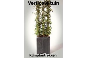 KLIMPLANTREK plantenrek plantrek plantrekken plantenrekken